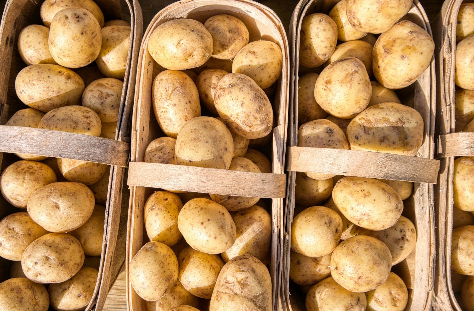 International Day of Potato: The Botany Behind the World’s Most Versatile Crop