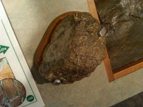 What Dinosaur Poop Can Tell Us About Death, Decay, and Deep Time