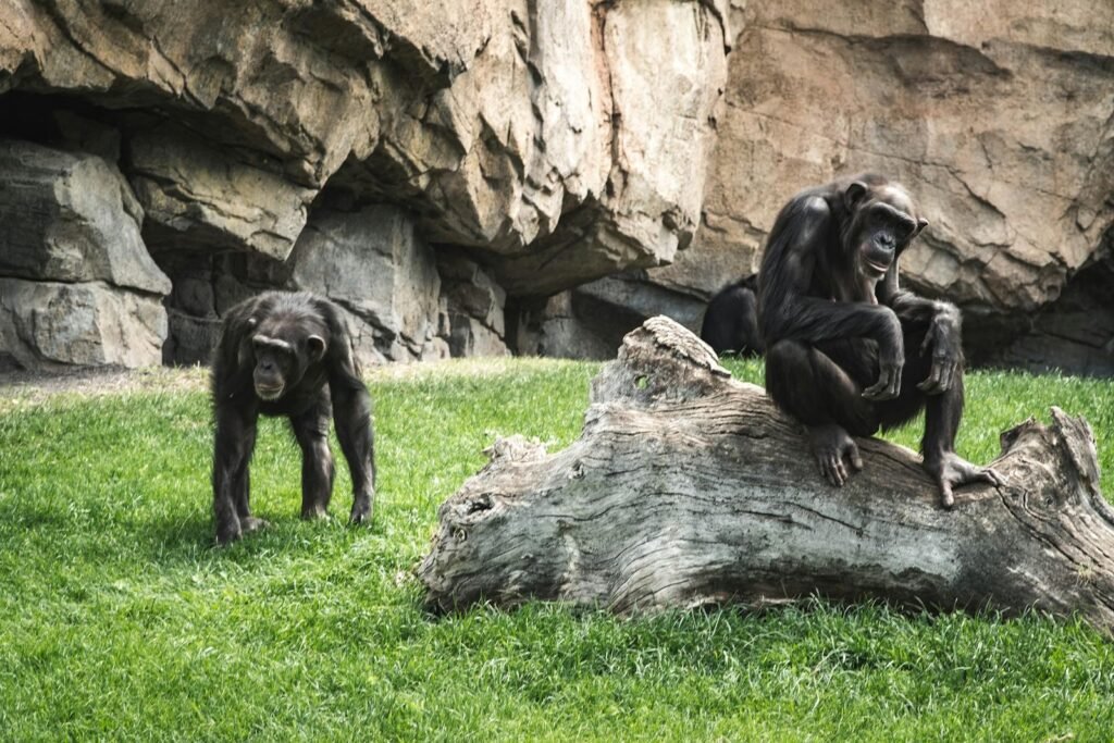 Two chimpanzees in a rocky outdoor enclosure, showcasing wildlife behavior.
