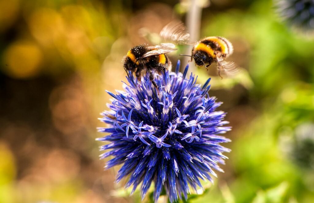 Close-up of bumblebees pollinating a vibrant blue thistle flower, capturing nature's beauty.