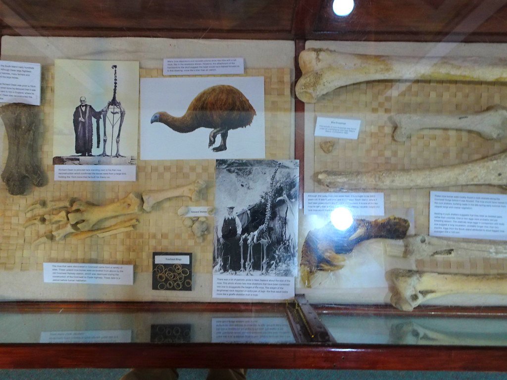 Cromwell Otago. In the Museum is an excellent display on the now extinct giant Moa bird. They were eaten out by the Maoris.