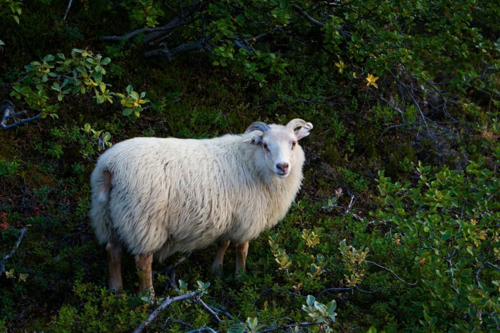 Captivating Icelandic sheep standing amidst lush greenery in Iceland's countryside.