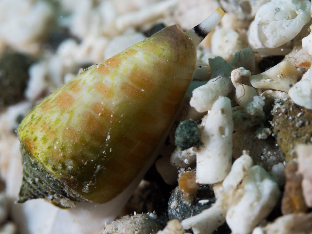 Cone snail Conidae sp. No id