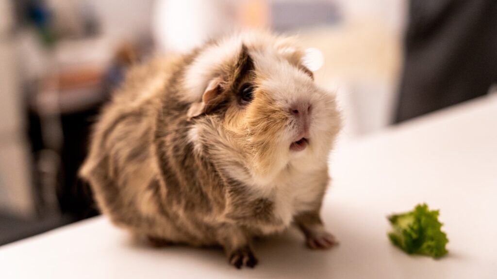 White and brown guinea pig.