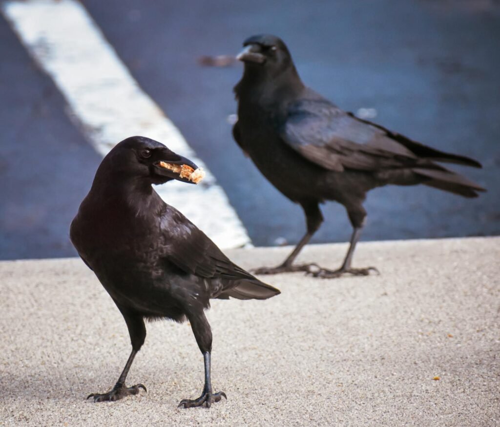 Two crows scavenging for food on a street, highlighting urban wildlife interaction.