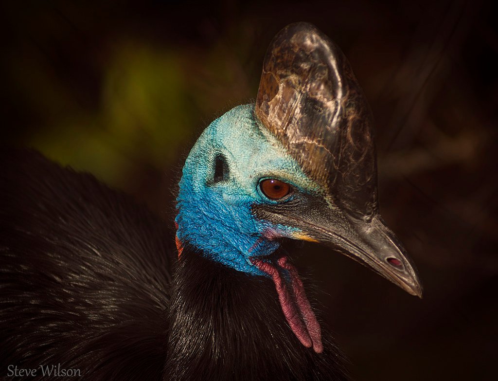 The Dangerous Cassowary