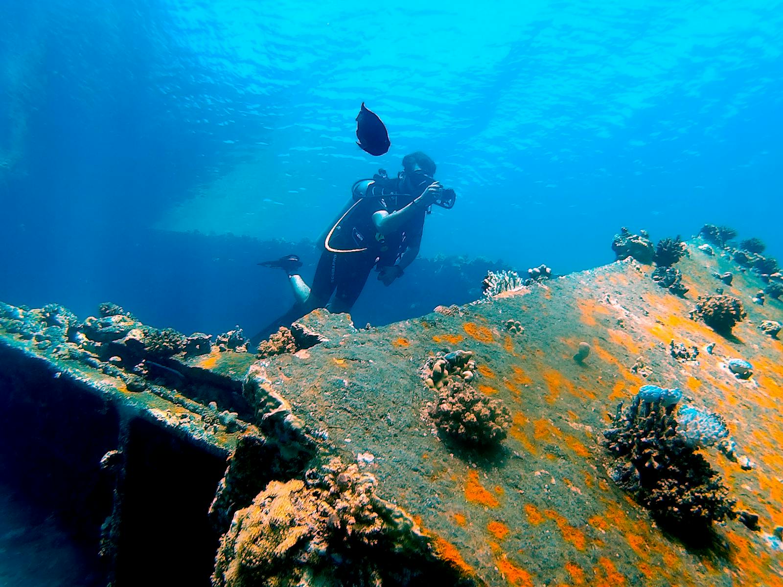 The Coral Reef Growing in a Shipwreck — Nature’s Unexpected Comeback Story