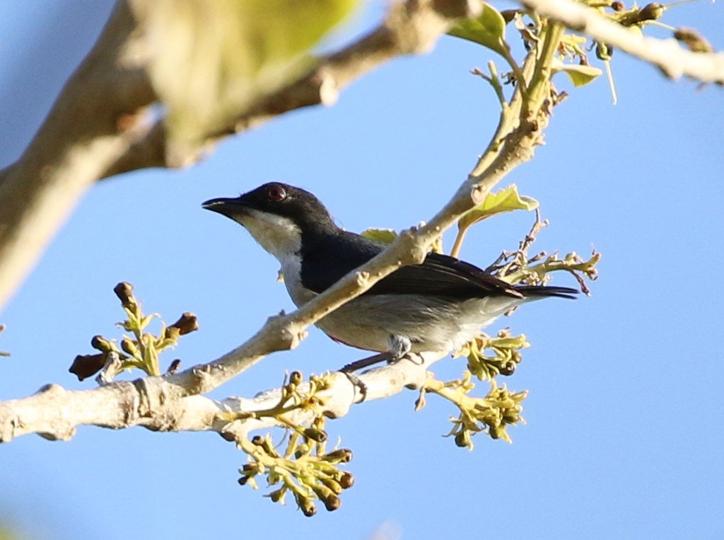 Red-keeled Flowerpecker in Liloan, Cebu.