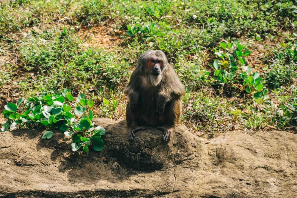 Cannibal Chimpanzees