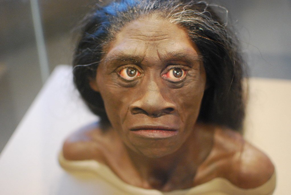 Homo Floresiensis.