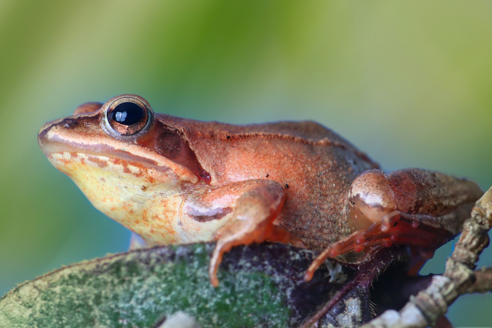 This Frog Freezes Solid Every Winter — and Then Comes Back to Life