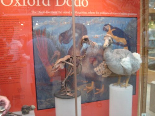 Dodo Bird