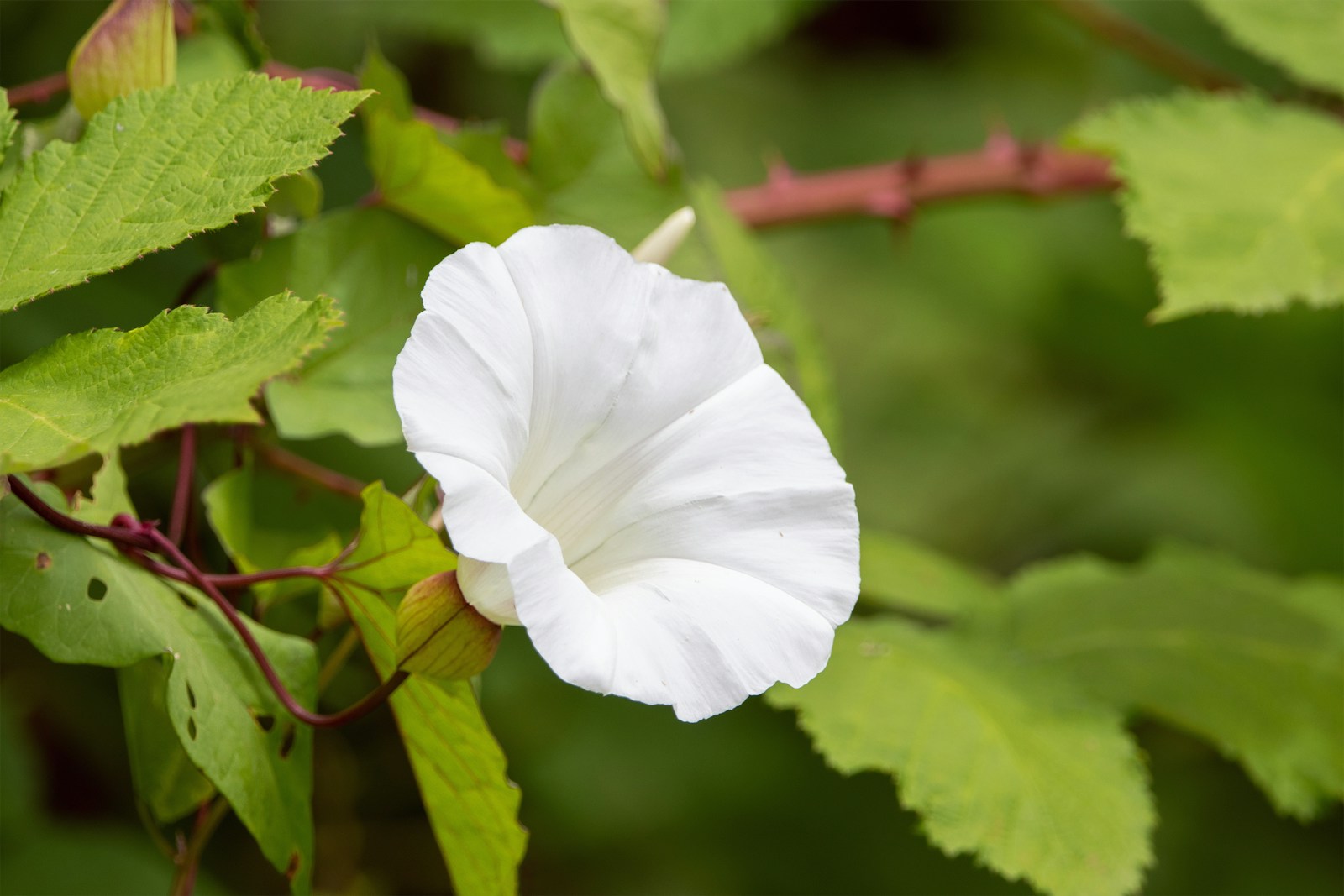 Spring Walks and Seasonal Shifts: How Animals and Plants React to the Warming World