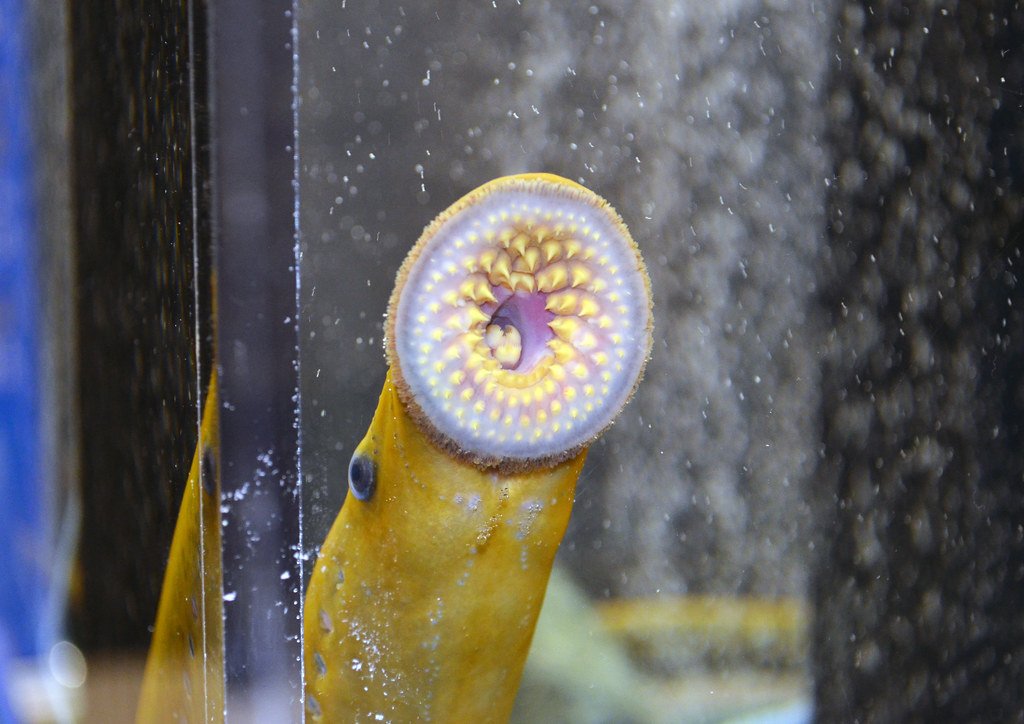Sea Lamprey.