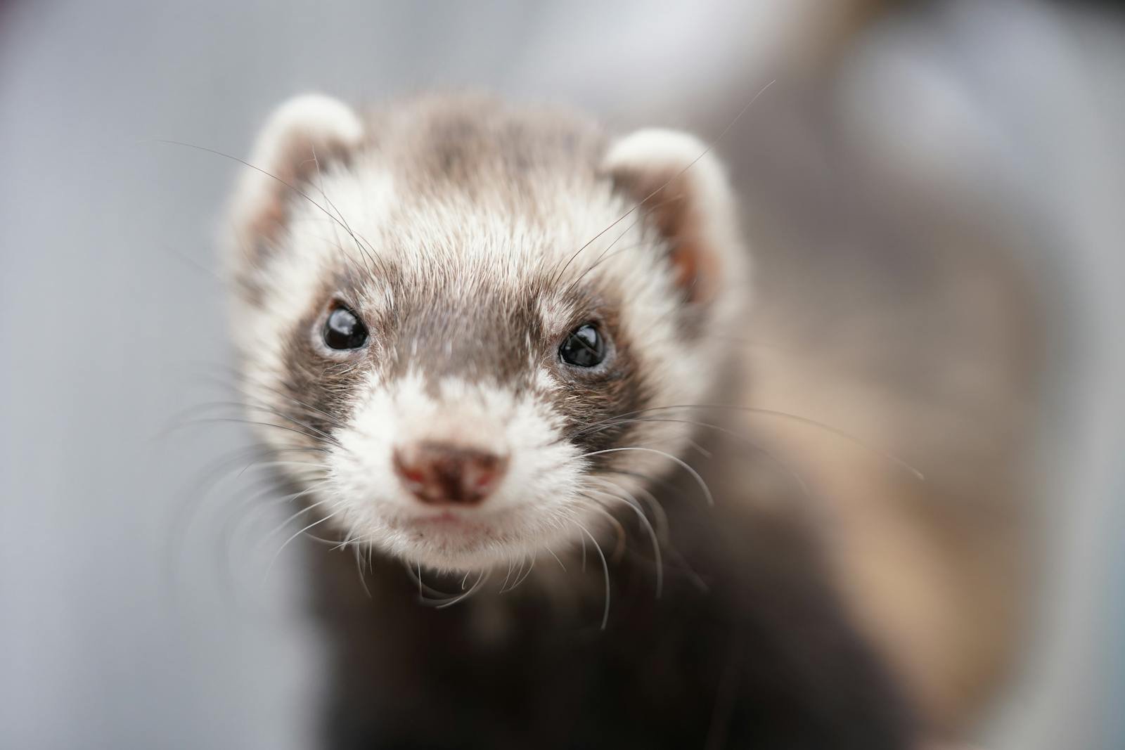 17 Ferret Quirks That Prove They’re Tiny, Bouncing Chaos Gremlins With a Plan