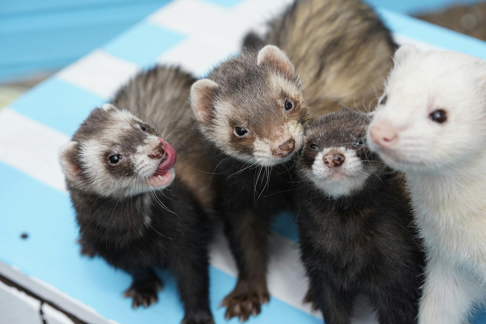 The Complex Social Lives of Ferrets: Mischief, Bonding, and the Joy of Stealing Things