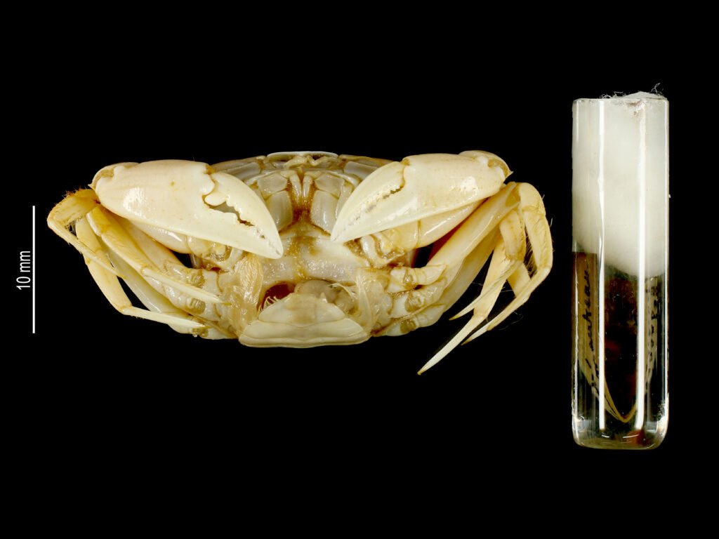 Sacculina gonoplaxae.