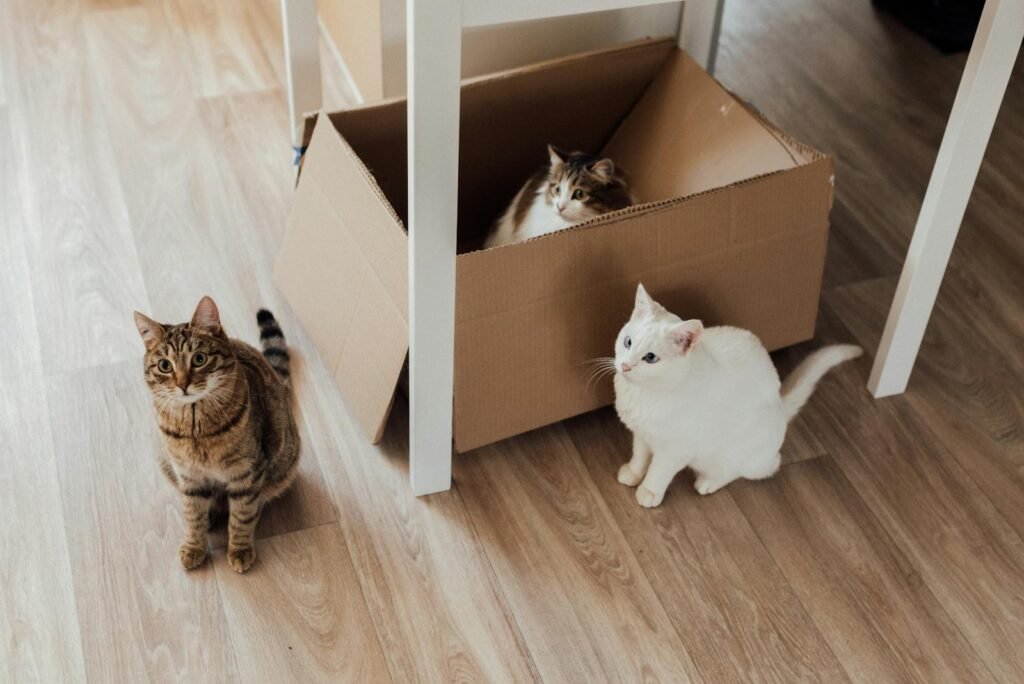 Three adorable cats lounging in a cardboard box indoors.