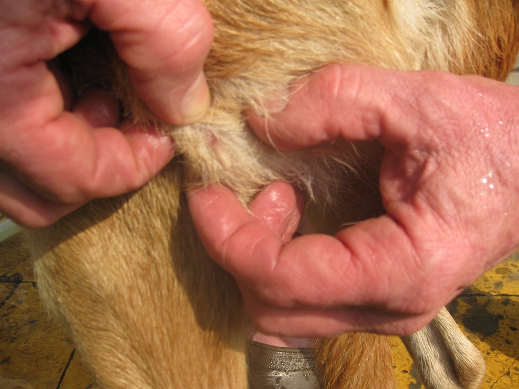 Dog infested by botfly larvae.