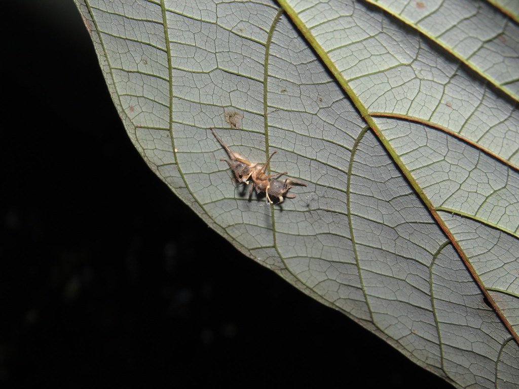 The Fungus That Mimics Zombie Ant Behavior Across Entire Species