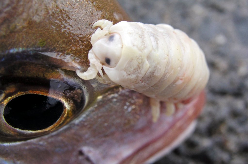 Tongue-eating-louse on Snapper.