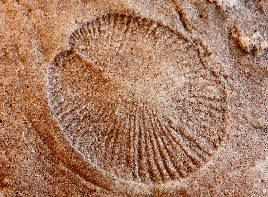 The Ediacaran fossil Dickinsonia.