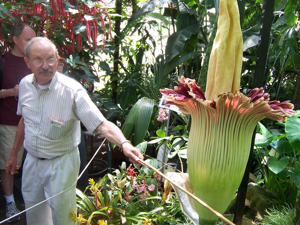 CORPSE FLOWER!