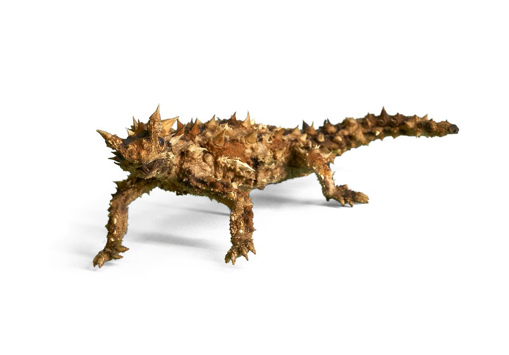 Thorny devil.