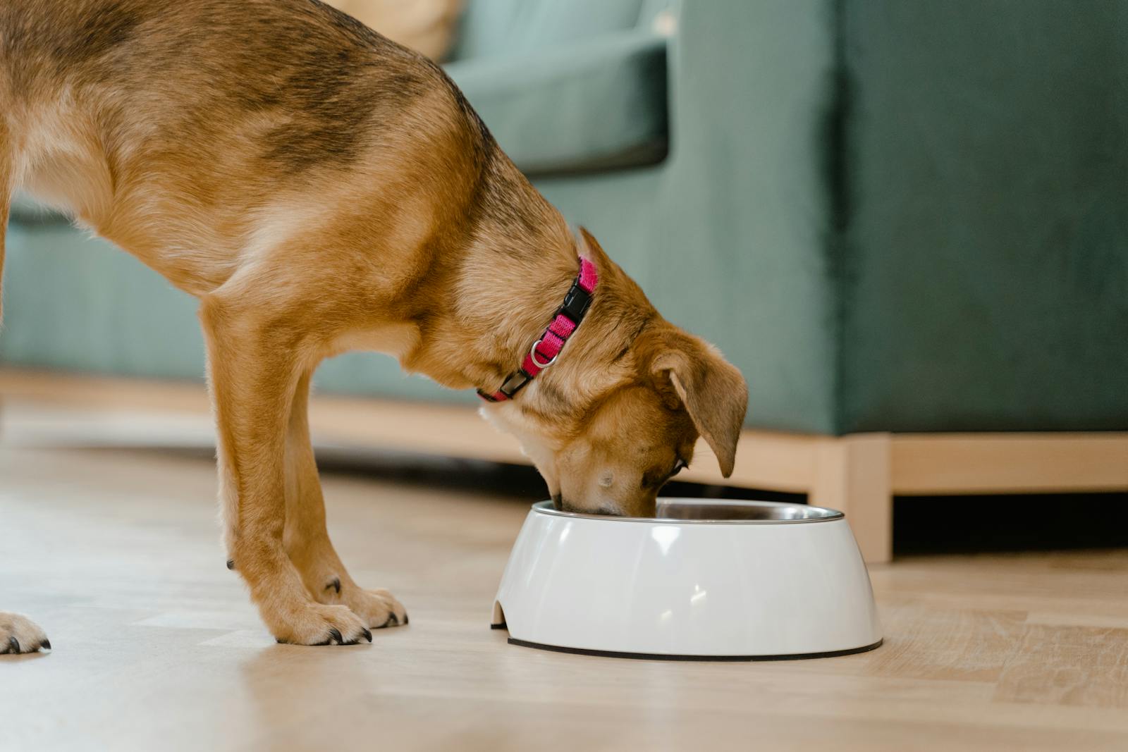 How AI Is Personalizing Pet Nutrition — and If That’s a Good Thing