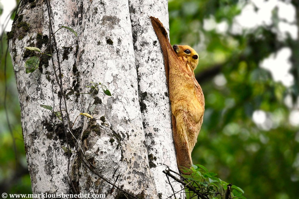 Colugo / Flying Lemur (Galeopterus variegatus borneanus).