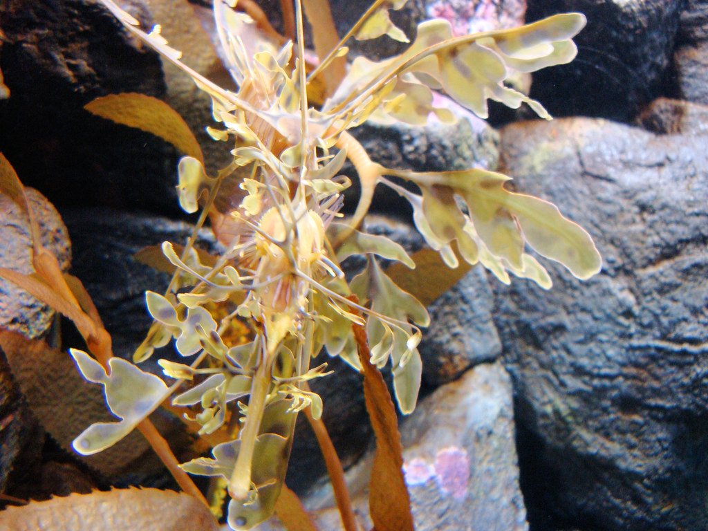 Leafy Sea Dragon.