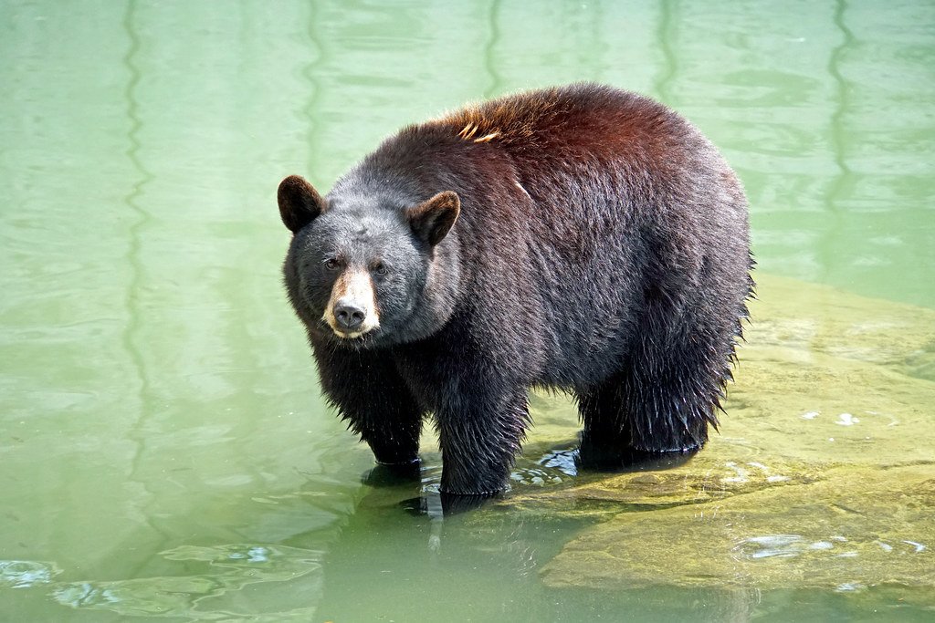 The American Black Bear’s Expanding Territory — and What That Means for Human-Wildlife Boundaries