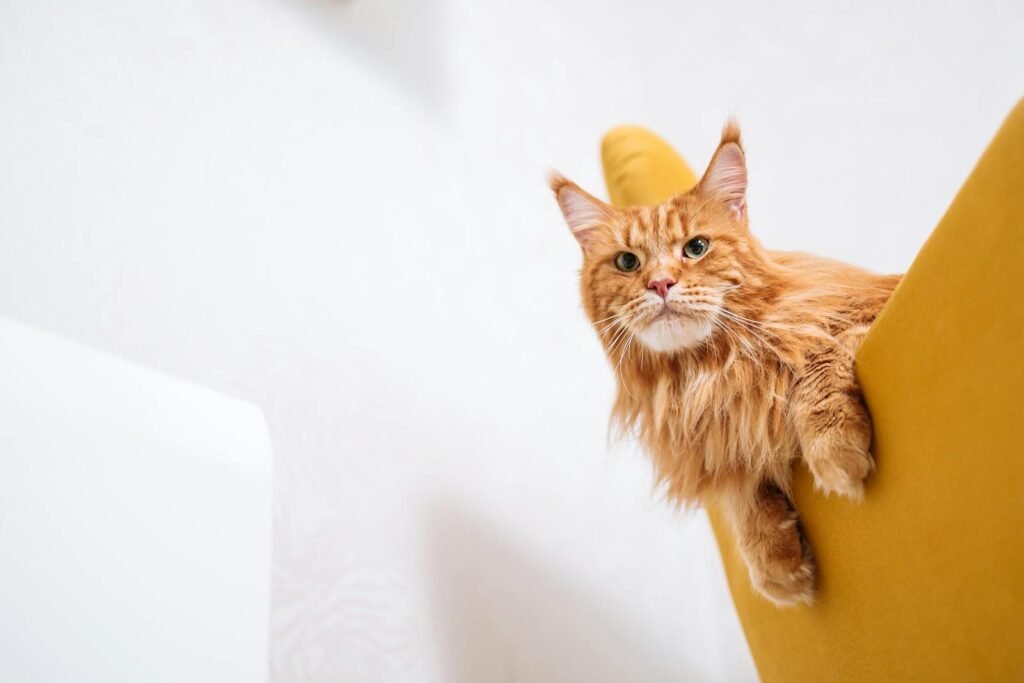 Adorable Maine Coon cat relaxing on a modern yellow chair indoors.