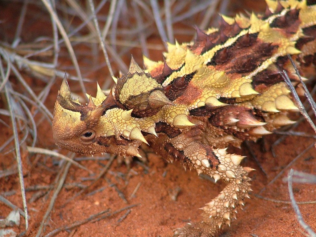 Close up of a Thorny Devil.