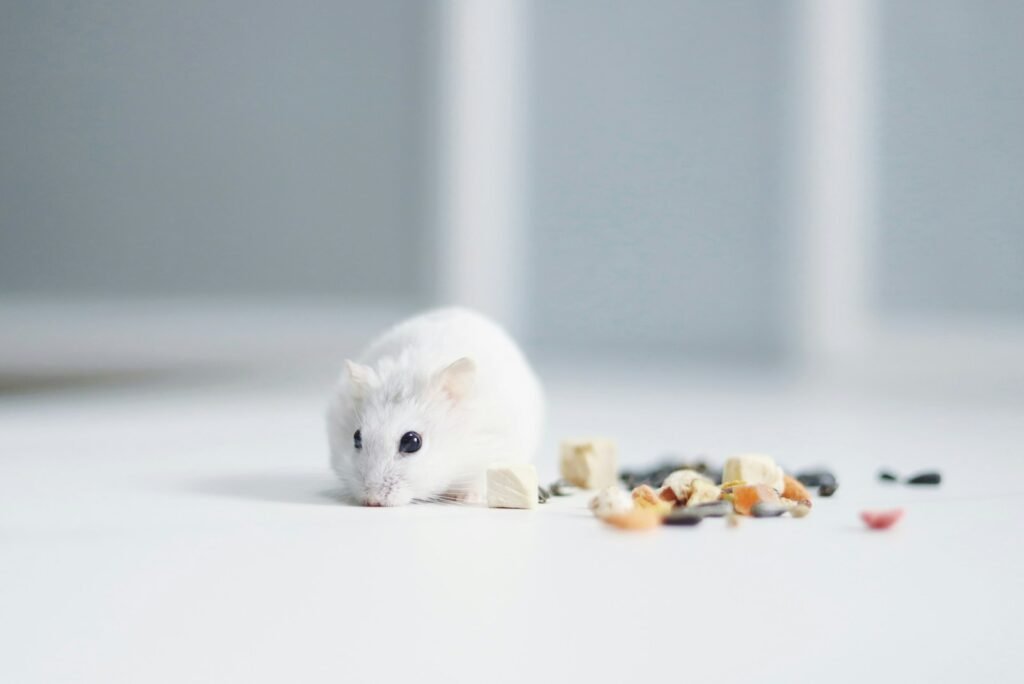 white hamster on white table