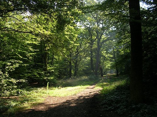 Epping Forest