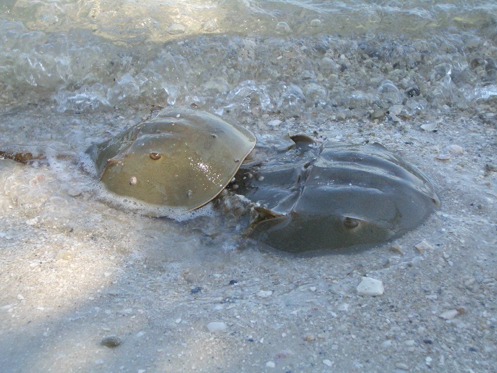 Horseshoe Crabs