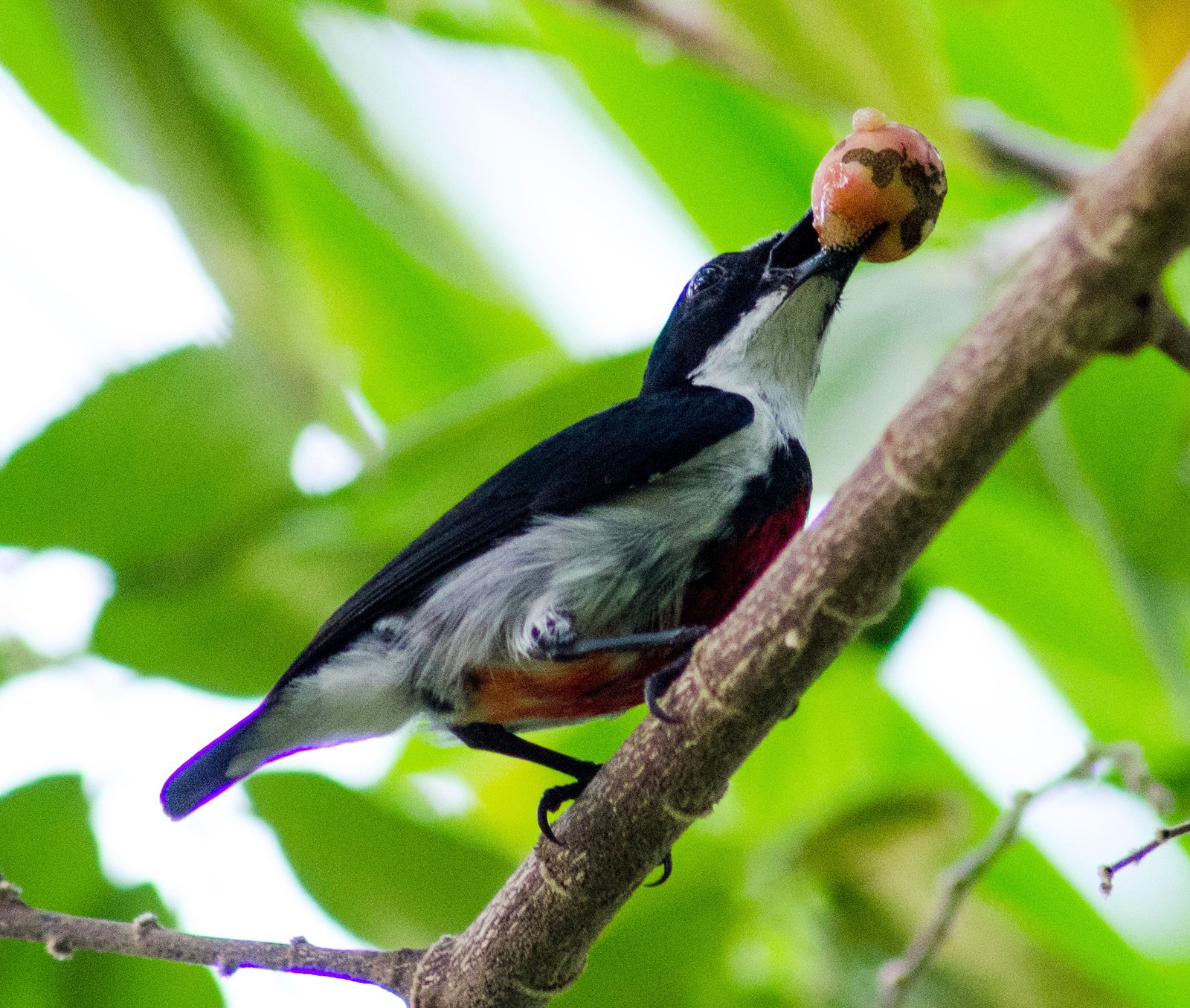 Visayan Flowerpecker. 