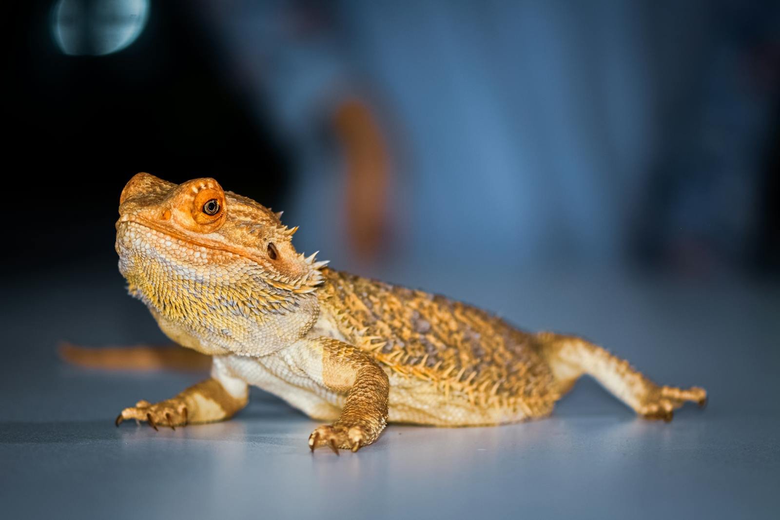 Reptile Routines: How Bearded Dragons Develop Daily Habits (and Strange Preferences)