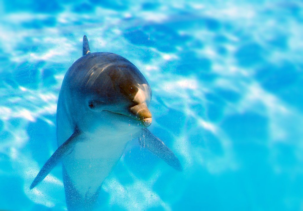 Dolphin