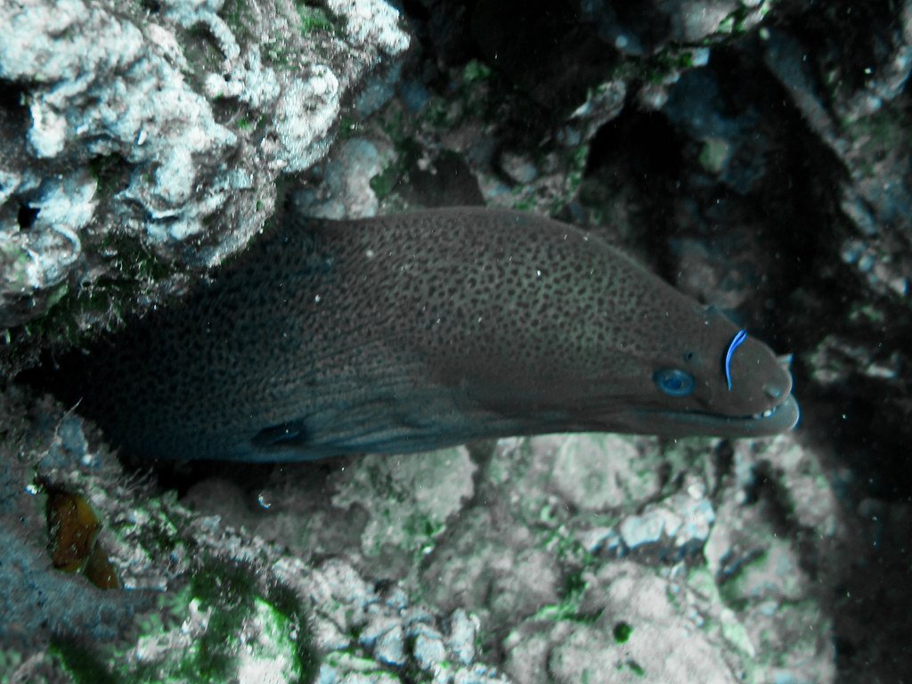 Moray with cleaner fish