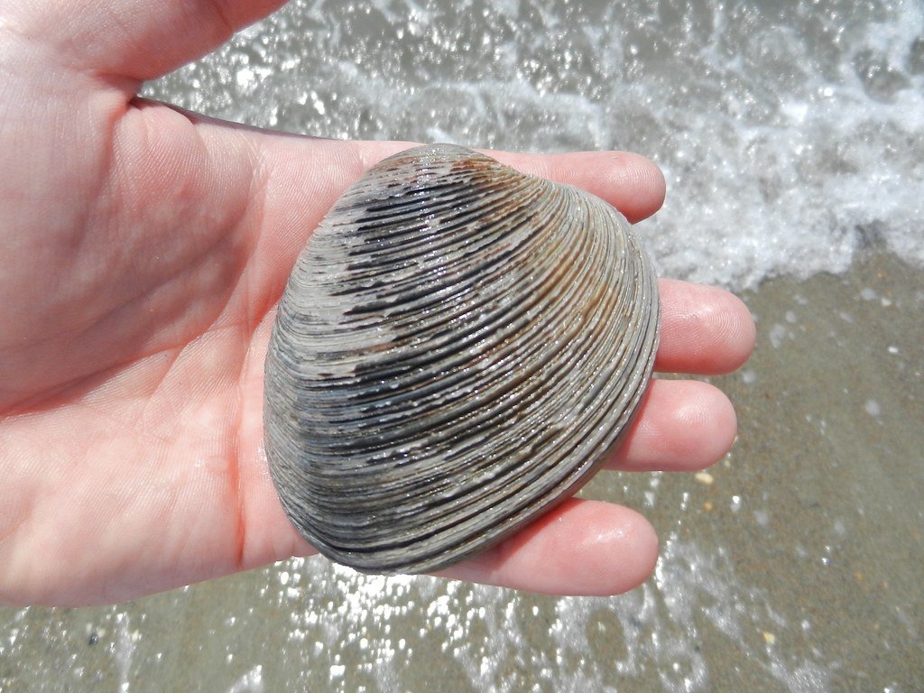 Southern Quahog