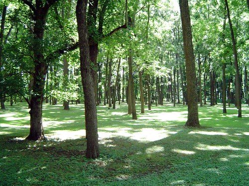 Forest of old black walnut trees