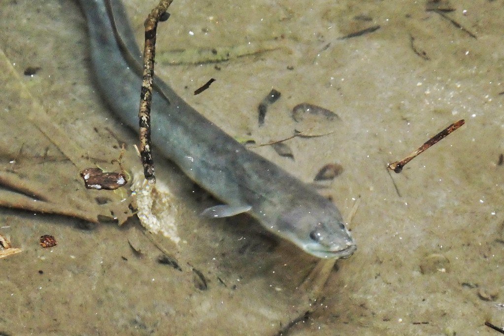 European eel (Anguilla anguilla) at Aphrodite's Bath.