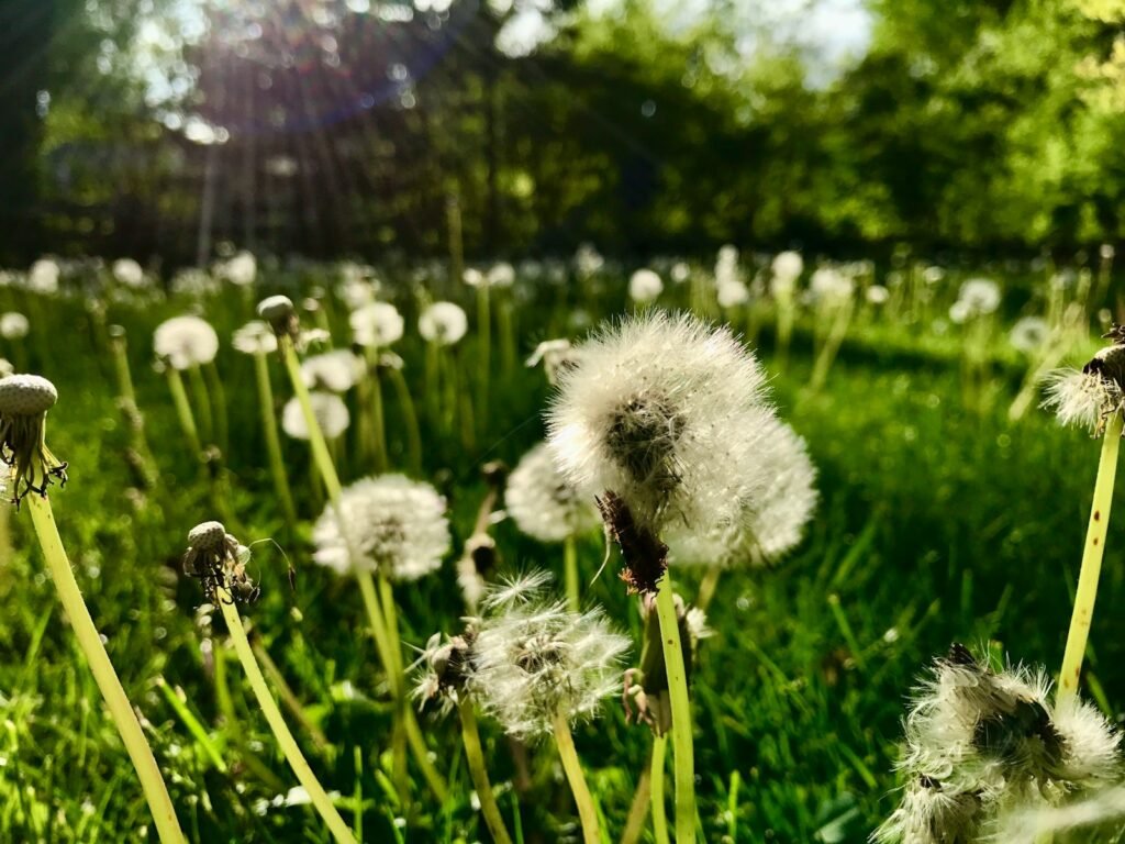 a field full of dandelions in the sun