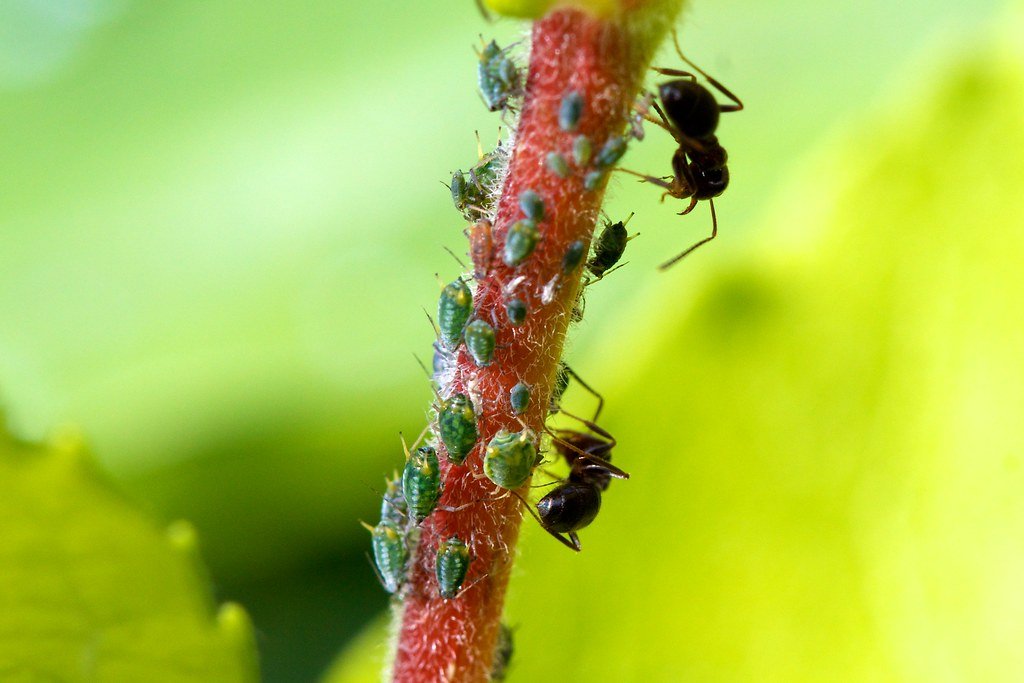 Aphid farm