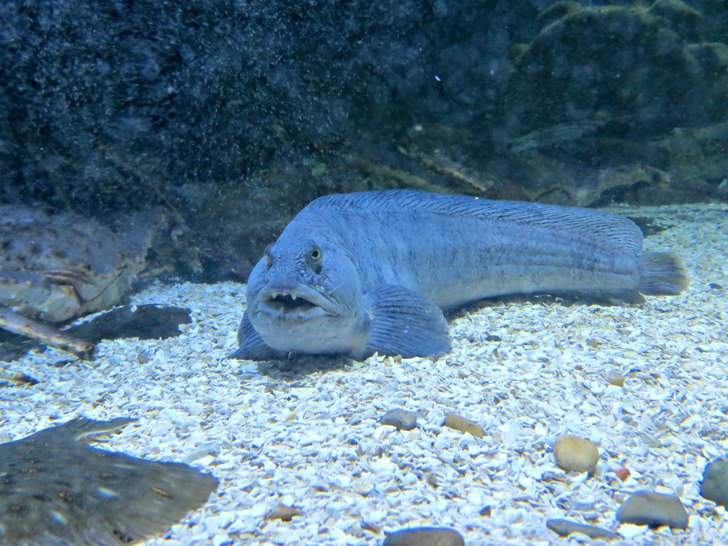 Atlantic wolffish