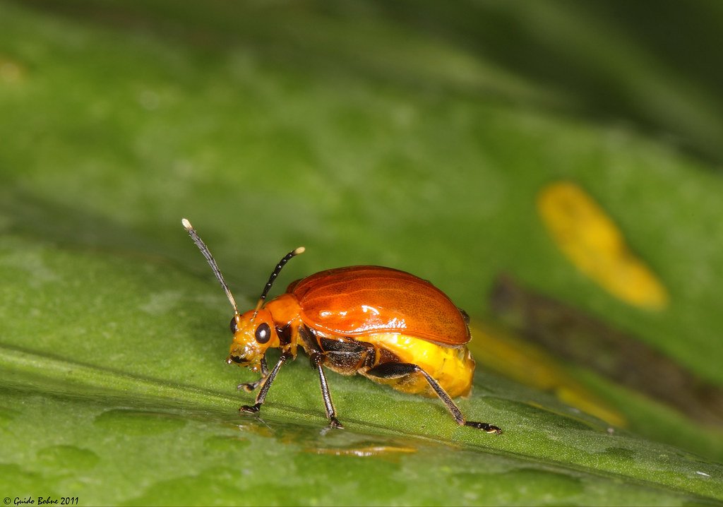 skeletonizing leaf beetle from Java