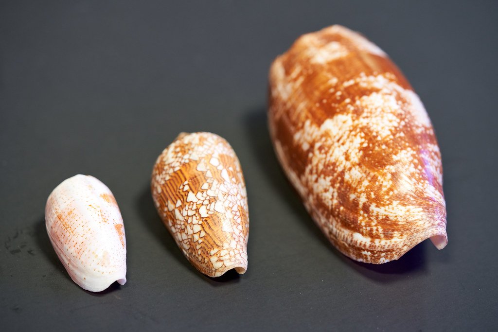 Cone Snails.