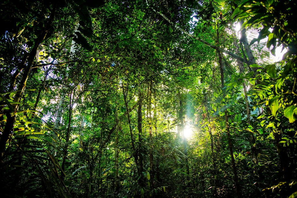 Amazon Forest